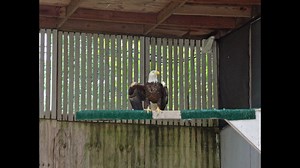 4.2K views · 235 reactions | 101. No, not Dalmatians, but how many...