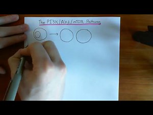 The PI3K / Akt / mTOR Pathway Part 1