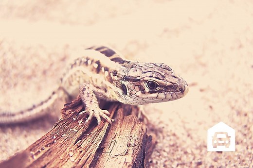 How To Get Rid Of Lizards In A Garage? — Garage DIY Ideas