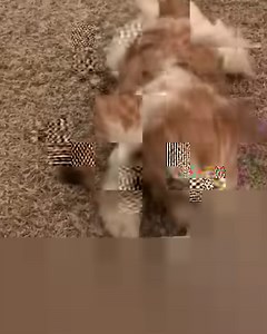 16K views · 1.3K reactions | Shih tzu vs Brush  Credit: theshihtzusissys | Shih Tzu World | Facebook