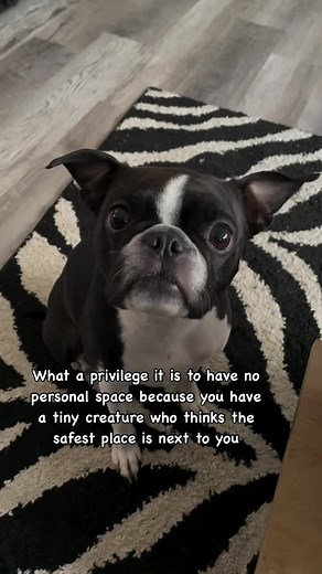 The Loyalty of Boston Terriers: Heartwarming Dog Moments