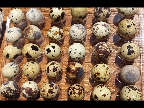 Unboxing Jumbo Coturnix Quail Eggs from James Marie Farms.