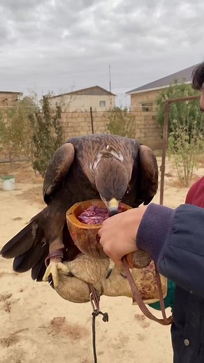 A Close-Up with a Hawk: Feeding in Nature