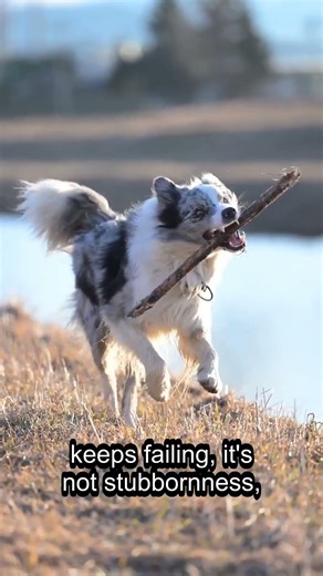 The hidden reason “No” makes dog behavior worse