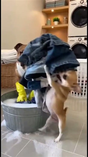 Laundry Day Just Got Worse😂 #chihuahua #bulldog #fypviralシ fypシ #shortsvideos #funnydogs #ai