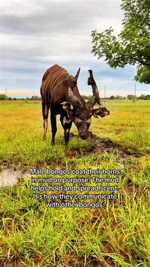 Tanganyika Wildlife Park on Instagram: "Bongo communication looks a little different than ours. These forest antelope live in the mountain forests of Kenya, where quiet signals matter most. #bongo #coolanimals #funfact #animalencounters #kansas"