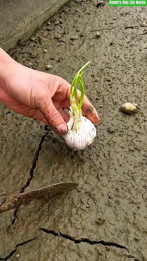 How to Plant Garlic Bulbs: Easy Step-by-Step Garlic Planting Tips