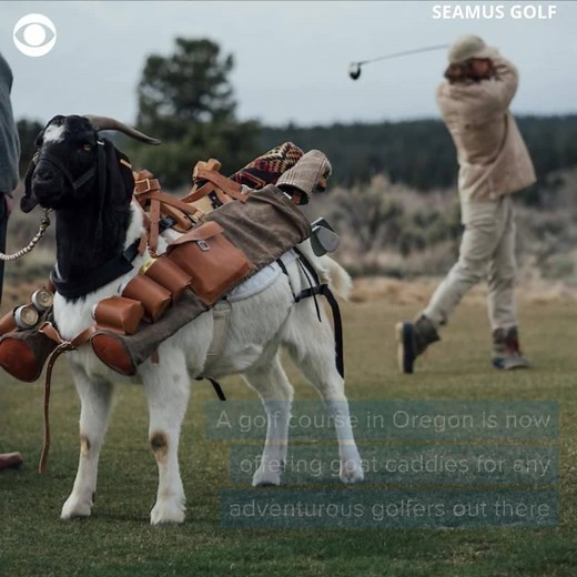 Whatever floats your goat: A golf course in Oregon is now offering goat caddies that will carry your golf clubs and even your six pack of beer. https://cbsn.ws/2Kd12nX | CBS News