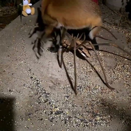 A Creepy Big Spider Stops By! 😬