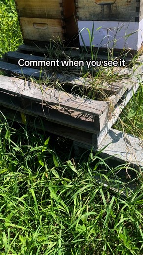 4.1K views · 17 reactions | Look closely... that's the shadow of a praying mantis keeping watch under one of our hive stands. Mantids are fascinating hunters - masters of camouflage and stillness. While they sometimes snatch a bee or two, they're also part of the balance of life around the apiary, each creature playing its part in the larger ecosystem.  #newbees #honey#bees #prayingmantises #circleoflife | The Newbees | Facebook