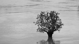 「Zoom Out Lonely Flooded Tree Houseboat」の動画素材（ロイヤリティフリー）1010295791 | Shutterstock