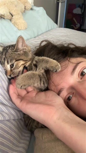 44 reactions | cat is crazy | Jasper Cat | Facebook