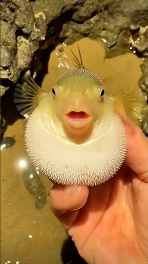 How the pufferfish instantly transforms into a ball! 🤯 #Nature #Facts