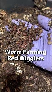 Worm Farming Red Wigglers | Vermicompost #vermicomposting #wormcompost