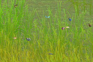 ButterFly's | 3D Creatures | Unity Asset Store