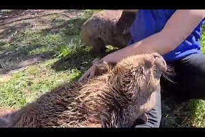 When I first started rescuing wombats almost two decades ago, I never imagined they would be so loving and trusting (and playful!) Their sweetness makes it impossible for me to turn any one away. I love them all and our home is always theirs ❤️ Kitty and Pebbles ❤️ | Wombat Awareness Organisation