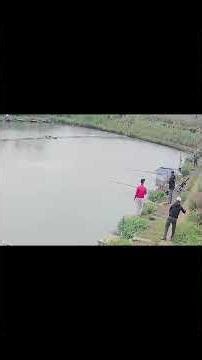 #Shorts Báo Cá Hồ Săn Hàng F81 || Thầy Duy Vlogs