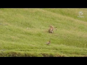 Rabbit hunt 223rem and 204ruger at 300yrds and beyond.