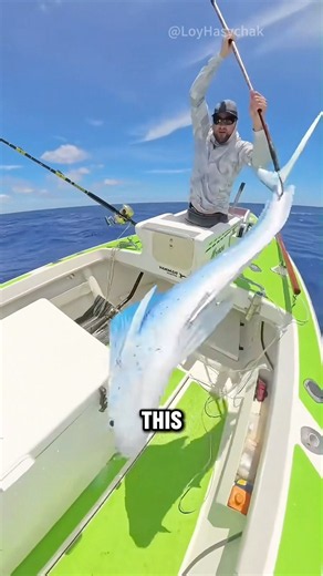 Why Does Mani-Mani Turn White? #animals #mahimahi #shorts