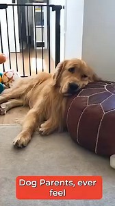 5.6K views | Keep your furry friends entertained and active! ✅ Smart motion design – rolls and bounces to grab attention ✅ Rechargeable battery – eco-friendly and cost-saving ✅ Durable, pet-safe materials for endless play ✅ Perfect for indoor & outdoor fun ✅ Helps reduce boredom, anxiety & destructive behavior A playful way to keep tails wagging and paws moving!  | love live life | Facebook