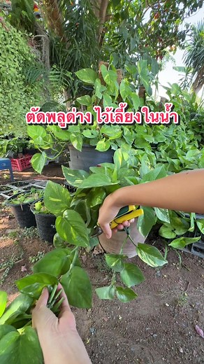 วิธีปลูกพลูด่างให้เติบโตในน้ำ