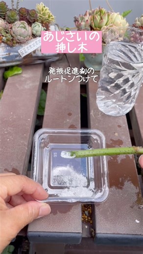 あじさい剪定して余った枝を挿し木にしました