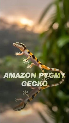 This Gecko Can Walk on Water 😱