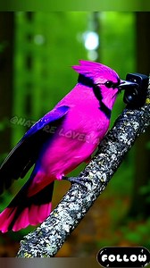 This bird looks like bubblegum! 🍬🩷 Blue and Pink perfection! 💙✨ Nature or AI magic? 🤔 #AIBird #CottonCandyBird #PinkAndBlue #ExoticWildlife #fblifestyle #AIArt #DigitalArt #BirdPhotography #NatureLovers #ViralImage #FacebookPost #ExplorePage Disclaimer: ⚠️ Disclaimer: This image is created using Artificial Intelligence (AI) for artistic and entertainment purposes only. | Nature Lover Artist