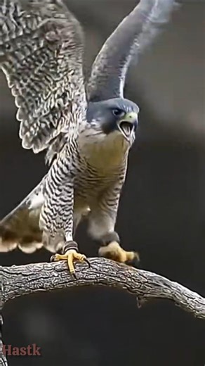 Angry Falcon vs Clever Fox: Battle of Sky and :बाज़ का गुस्सा और लोमड़ी की चाल