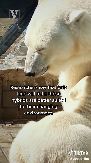 Exploring the Fascinating World of Polar and Grizzly Bear Hybrids