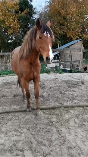 1.4K views · 1.6K reactions | Tellement attentif et concentré ! La communication avec son cheval est la plus belle des réussites bien avant de réussir parfaitement un exercice. #tap #equitation #jeunecheval #communication #travailapieds #equestre #travailenliberte | Equus'Win | Facebook