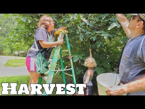 FIGS! What To Do With ALL These Figs! (EASY Fig Preserves)