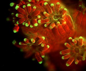 Benthic Underwater Microscope – Jaffe Laboratory for Underwater Imaging