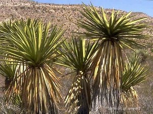 Yucca carnerosana - Alchetron, The Free Social Encyclopedia
