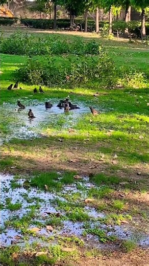 Garmi ka maza leti birds..#birds #bird #nature #shorts #viral