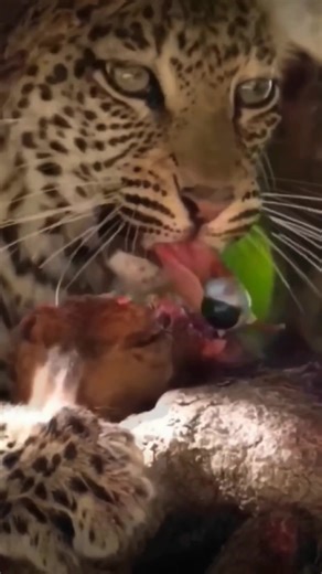 What Do Leopards Eat? Exploring Leopard's Diet