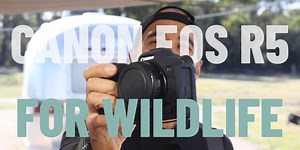 Canon EOS R5 & Wildlife photography