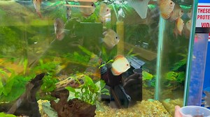 Discus Feeding | The Waters Edge Aquarium | Facebook