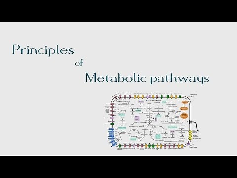 #8 Principles of Metabolic Pathways | The BioChemistry Guide | 2014