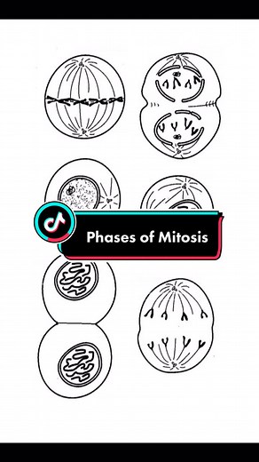 #mitosis #cell #biology #apbiology #fyp #foryoupage #teachersoftiktok