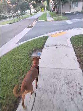 This is what the finish line looks like — Ruby's polished loose leash 🐕✨