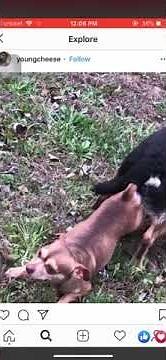 Two dogs stuck to eachother