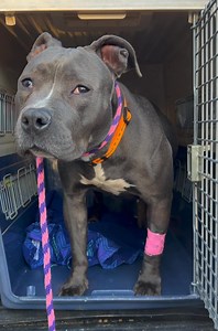 5K views · 241 reactions | Jamie Lee – Post-Surgery Update! Today,...