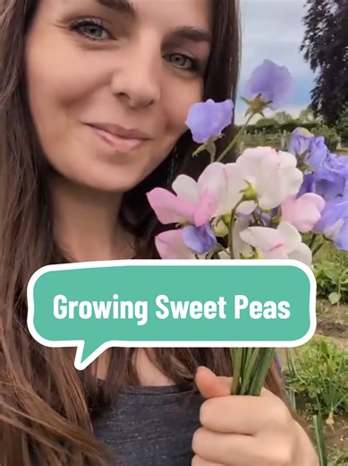 Tips for Sowing Sweet Peas Successfully