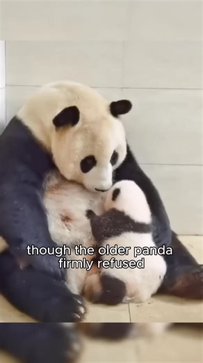 1.6K views · 16 reactions | The only baby walrus to ever drink orca milk. #healing #wallythewalrus #walrus #shortvideo #animals #fblifestyle | Fluffy land Animals | Facebook