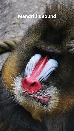 Mandrill’s sound