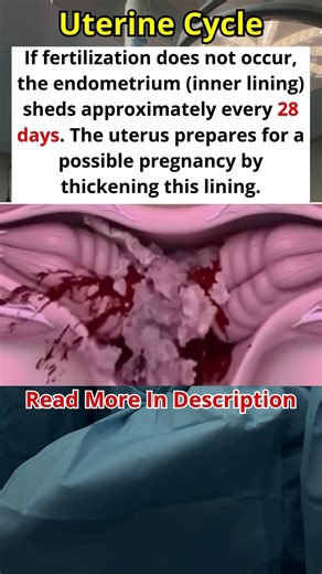 How the Uterus Prepares for Pregnancy Every Month