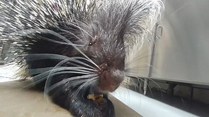3.2K views · 167 reactions | For #WorldPorcupineDay we're taking you...