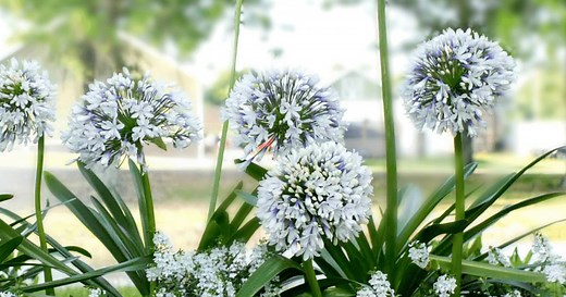 Queen Mum™ Agapanthus - Southern Living Plants