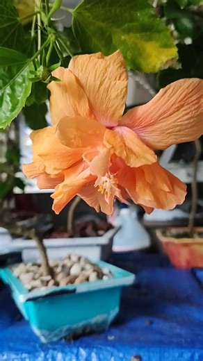 Jane Cowl | Wiliam Weisweaver | Facebook